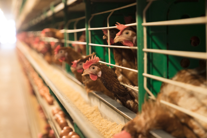 Bird Flu Threat Still Looms, But HHS Just Canceled a Moderna Contract That Could Prepare for It