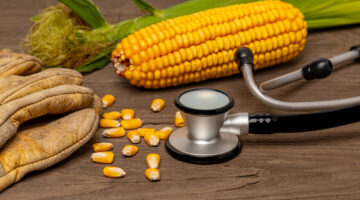 Stethoscope with leather work gloves and corn. Rural healthcare, farmer mental health and farm worker health and safety concept rural health