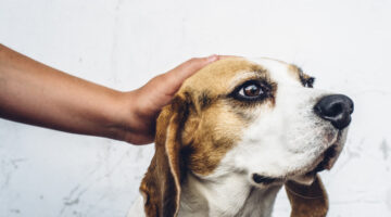 dog beagle