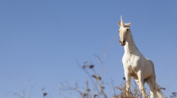 Unicorn on hilltop