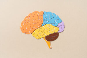 Paper Cut Craft of Human Brain Regions Side View Anatomy Diagram on Beige Background.