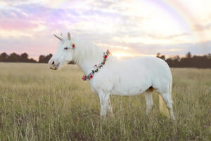 Real white unicorn in field with rainbow