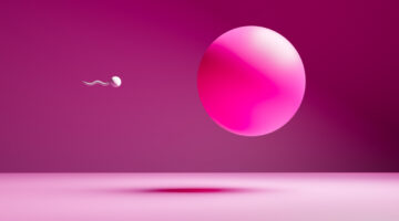 color image of sperm inseminated egg, life concept